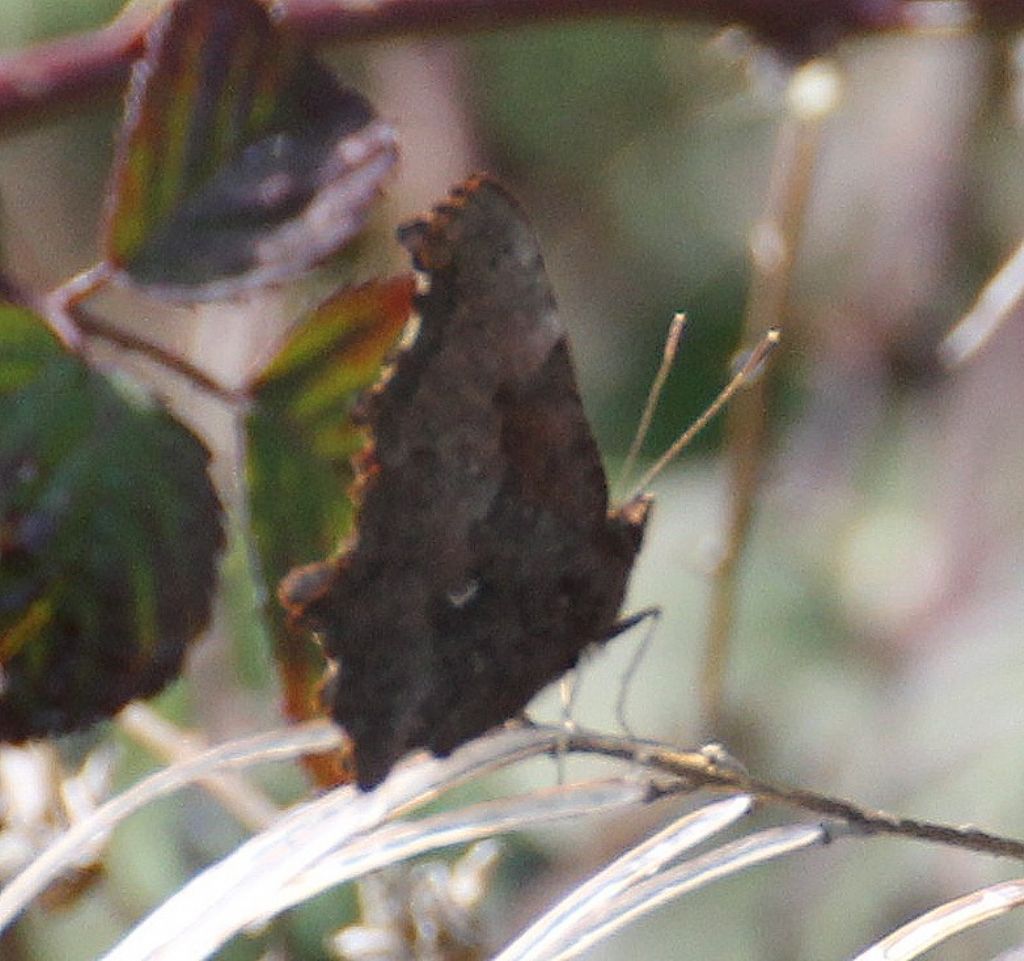 Polygonia sembra egea... no, c-album